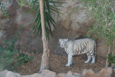 Zebra doğa vahşi arazi