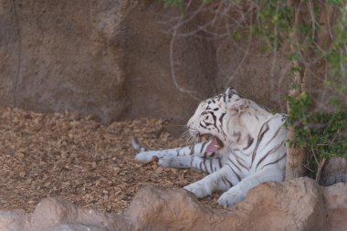 Zebra doğa vahşi arazi
