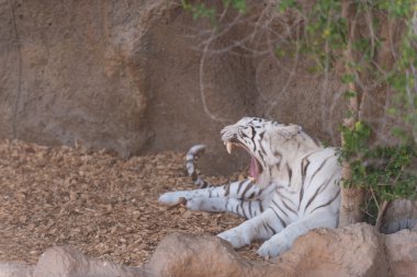 Zebra doğa vahşi arazi