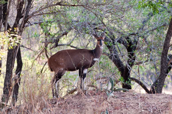 Zèbre nature faune terre — Photo