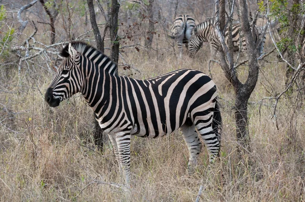 Zebra natura fauna selvatica terra — Foto Stock