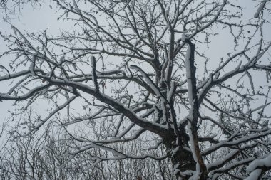 Aşağıdan eski meşe yapısı