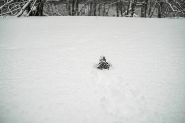 Sapo Caminha Neve — Fotografia de Stock