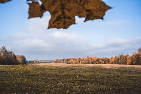 Belarus 'taki sonbahar tarlası manzarası