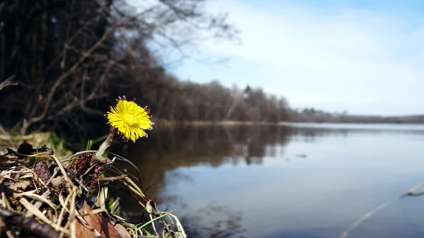 Göl kenarında sarı çiçek