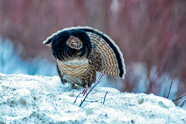 Kar üzerinde geçit yapan erkek yakalı orman tavuğu (Bonasa umbellus)