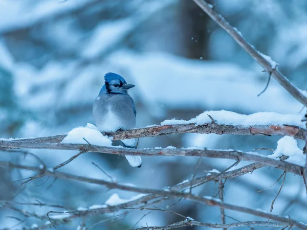Blaue Eichelhäher Cyanocitta Cristata Morgenlicht Winter — Stockfoto