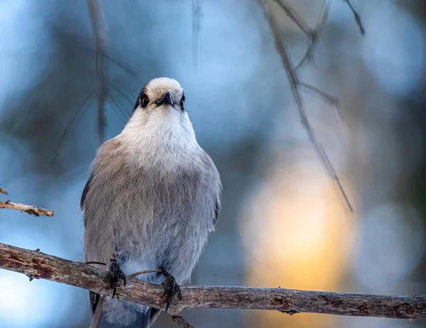 Kanada Jay 'i (Perisoreus canadensis) ormanda bir dala tünedi.