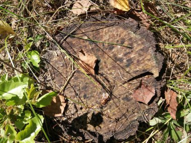 Kuru yapraklar ve çimlerle kesilmiş eski kararmış ağaç.