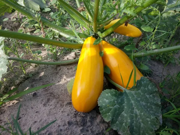 Mogen Gul Zucchini Växer Trädgård Säng — Stockfoto