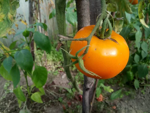 Pomodoro Arancione Che Cresce Ramo Una Serra — Foto Stock