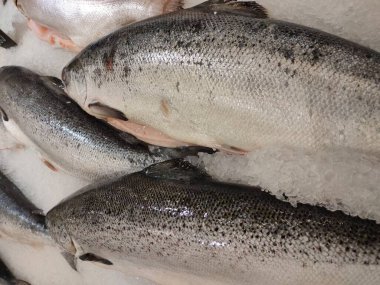 Balık pazarında buzlu taze somon.