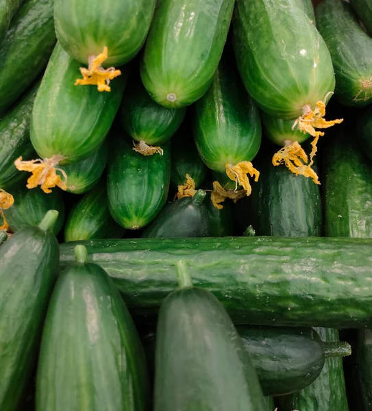 Fresh Green Greenhouse Cucumbers Supermarket Counter — Stock Photo, Image