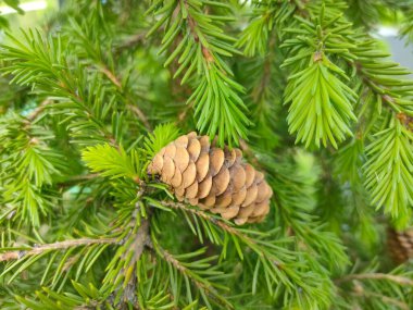 İğnelerin yeşil arka planında köknar konisini aç