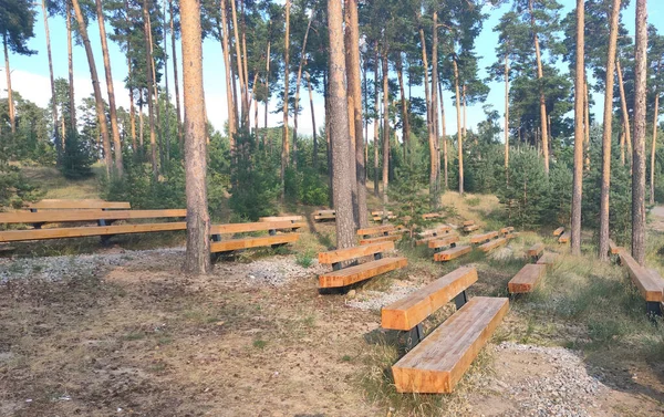large wooden benches in a pine forest for recreation