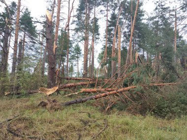  Son kasırgadan sonra ormandaki kırık ağaçlar 