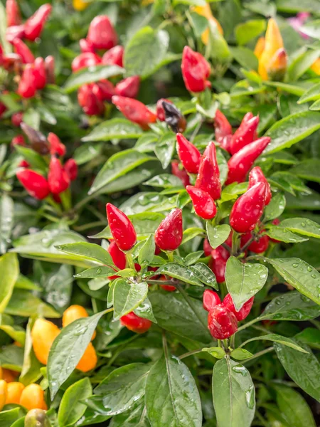 Arbusto de pimiento rojo — Foto de Stock