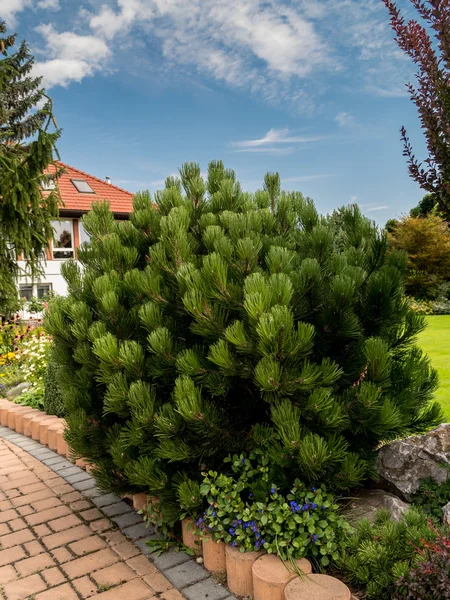 Pinus emas tumbuh di taman — Stok Foto