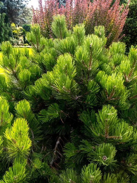 Goldene Kiefern wachsen im Garten — Stockfoto