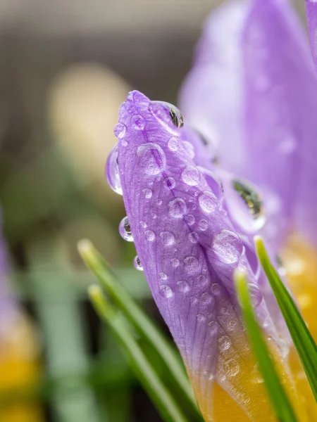 Färska lila krokusar — Stockfoto