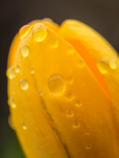 Closeup čerstvé žluté krokusy — Stock fotografie