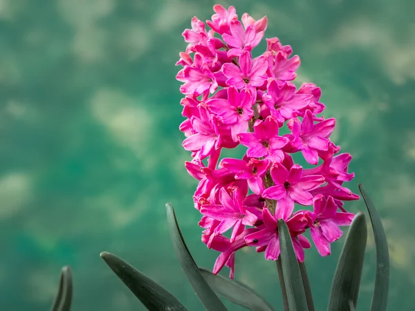 Lila hyacinten in bloei — Stockfoto