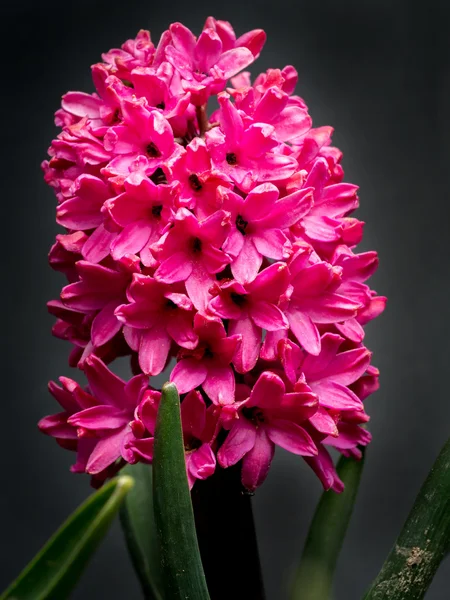 Jacinto lila en flor —  Fotos de Stock
