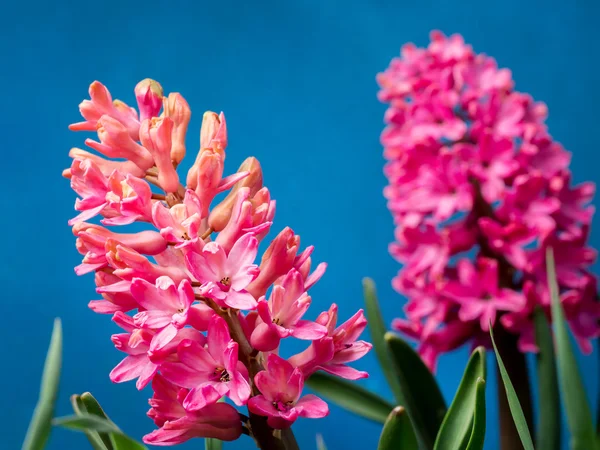 Lilac hyacinth in blossom — Stock Photo, Image