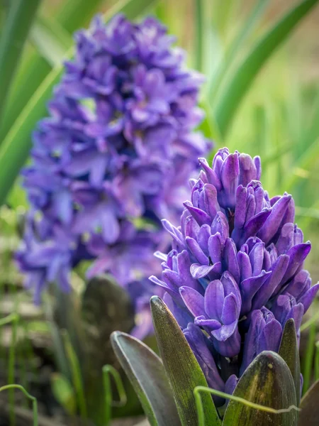 Violet hyacinth in blossom — Stock Photo, Image