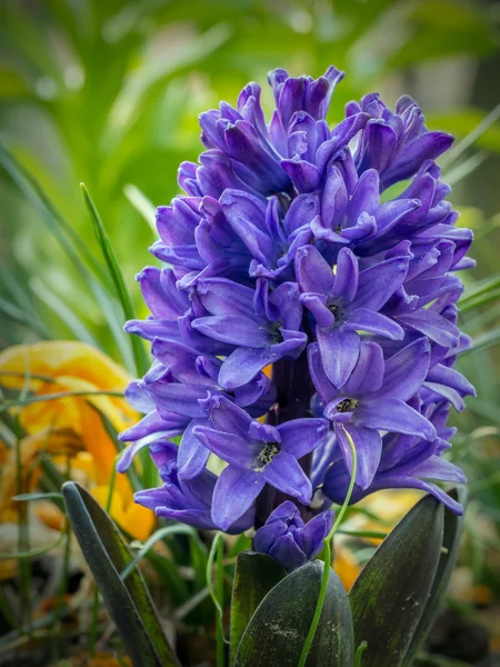 Violet hyacinth in blossom — Stock Photo, Image