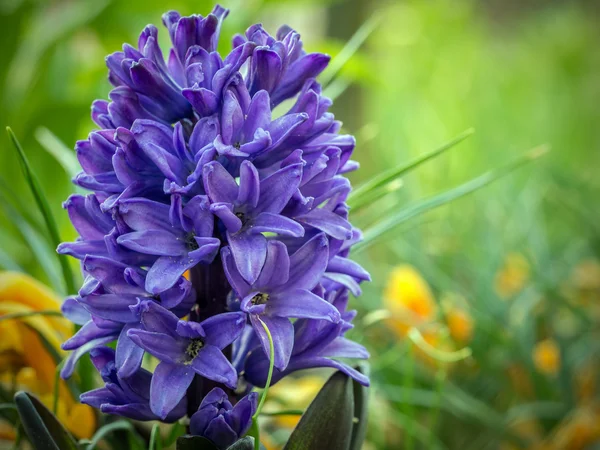 Violet hyacinth in blossom — Stock Photo, Image