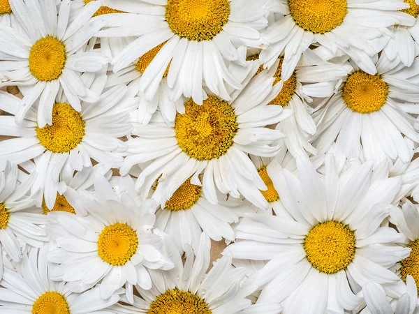 Achtergrond van marguerite bloemen — Stockfoto