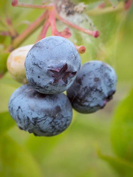 Ripening American blueberries — Stock Photo, Image