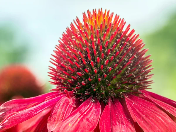 Fechar de echinacea vermelho — Fotografia de Stock