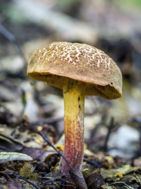 defne boletus mantar