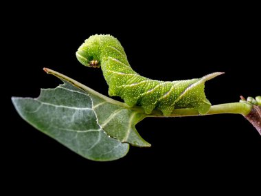 Sfenks ligustri caterpillar yaprak üzerinde