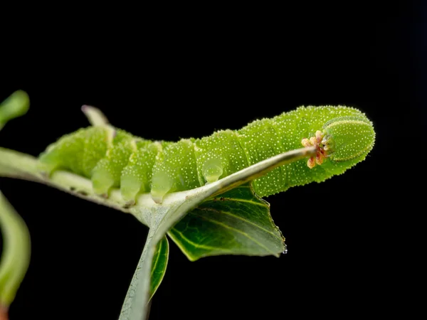 Sphinx ligustri Raupe auf Blatt — Stockfoto