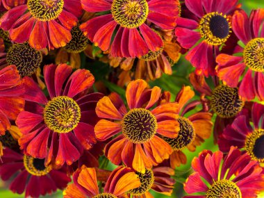 Sneezeweed flowers in blossom clipart