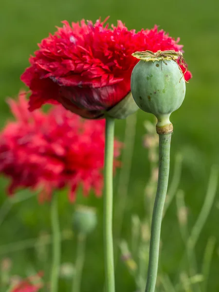양 귀 비 꽃 — 스톡 사진