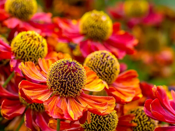 Sneezeweed flowers in blossom — Stock Photo, Image