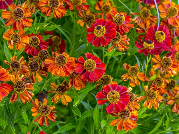 Sneezeweed blommor i blossom — Stockfoto