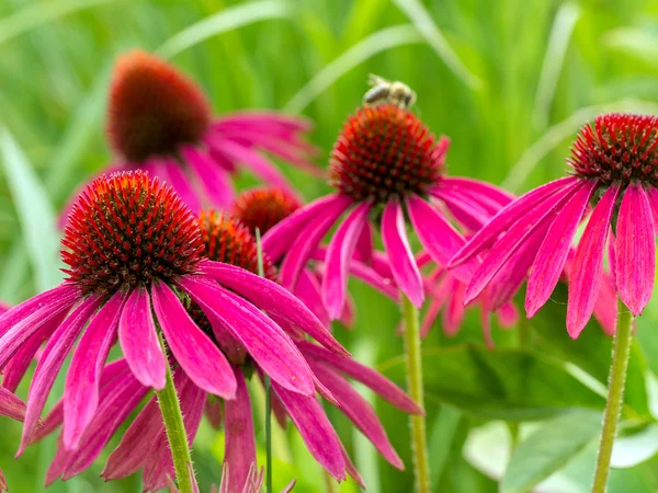 Purle flores Echinacea — Fotografia de Stock