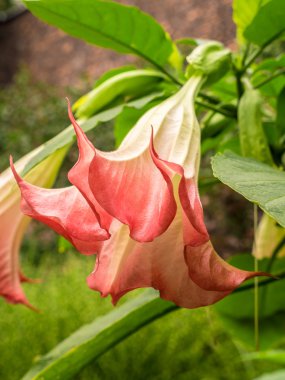 Datura çiçek çiçek
