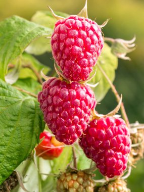 Olgun ahududu çalı üzerinde büyüyen