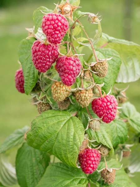 Ripe raspberries growing on shrub — Stock Photo, Image