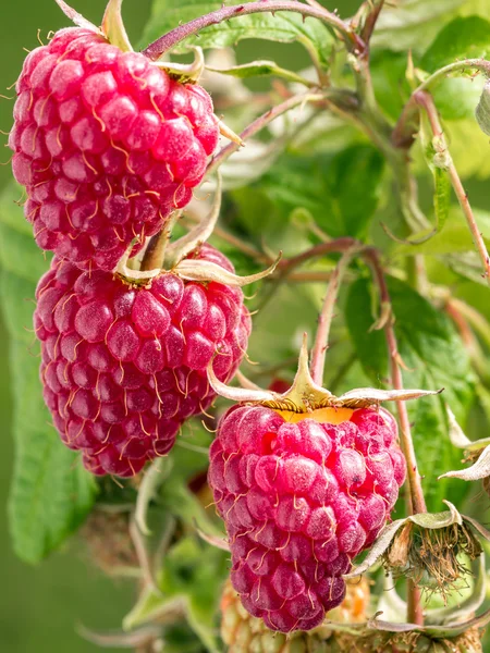 Ripe raspberries growing on shrub