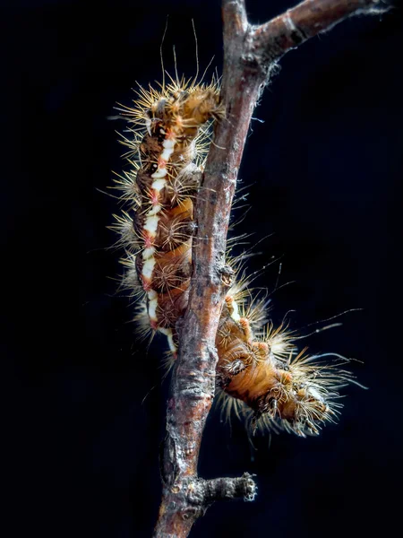 Gelbschwanzraupe — Stockfoto