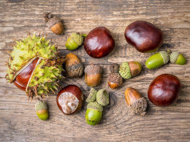 kestane ve meşe palamutları