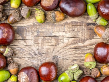 Kestane ve meşe palamudu çerçevesi