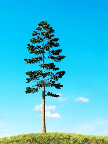 清澈的蓝天上长在长满青草的山岗上的孤独松树 — 图库照片